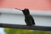 Costa Rica: Kingfisher
