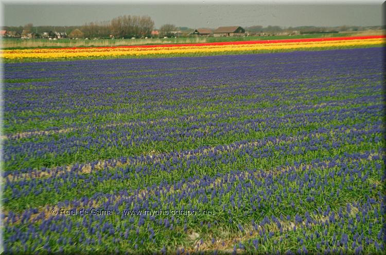 Holland: Tulpenvelden