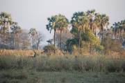 Malawi: Liwonde National Park