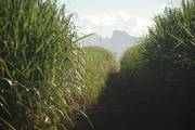 Mauritius: Sugar Cane