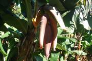 Mauritius: Bananas