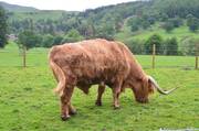 Scotland: Highland Bull