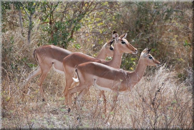 Kruger Nationaal Park: Impala