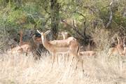 Kruger National Park: Impala