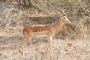 Kruger National Park: Impala