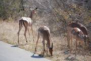 Kruger Nationaal Park: Impala