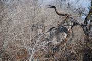 Kruger Nationaal Park: Kudu