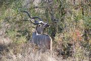 Kruger National Park: Kudu