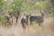 Kruger National Park: Kudu