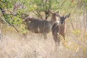Kruger Nationaal Park: Koedoe