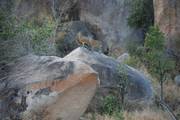 Kruger Nationaal Park: Steenbok