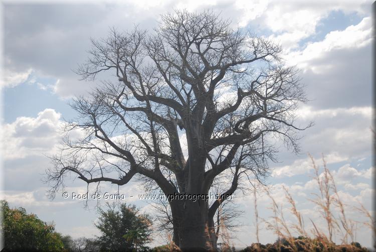 Zambia: Baobab Boom